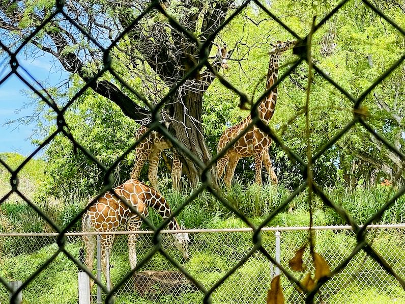 ホノルル動物園のキリン