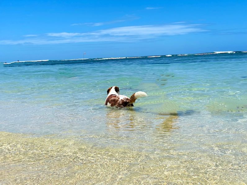 カイマナビーチで泳ぐ犬