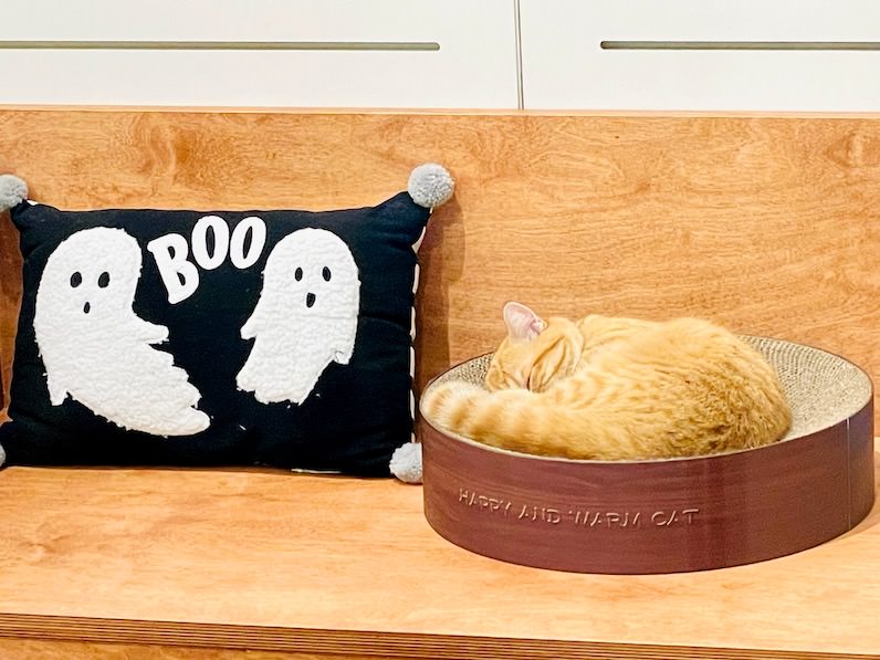 インターナショナル・マーケットプレイスの「Cat Café MOFF」の猫寝てる
