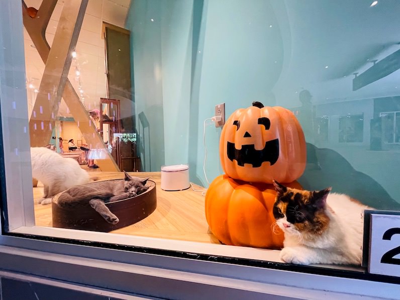 インターナショナル・マーケットプレイスの「Cat Café MOFF」の猫