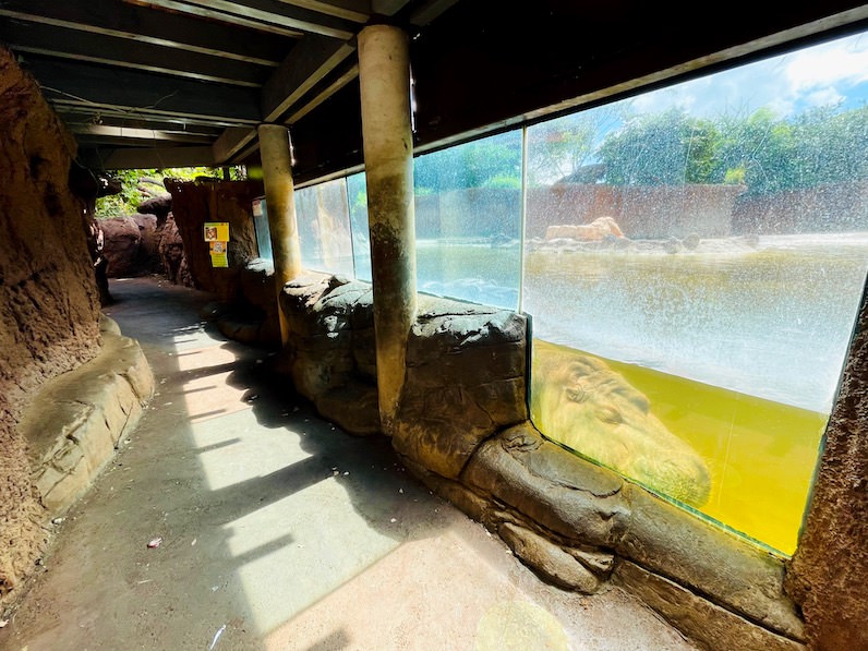 ホノルル動物園のカバエリア