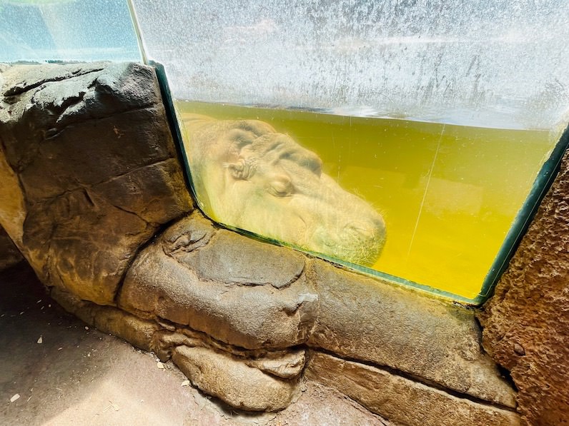 ホノルル動物園のカバ寝てる