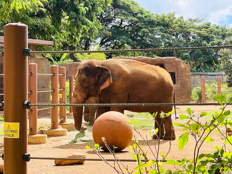 ホノルル動物園の餌を食べるゾウ