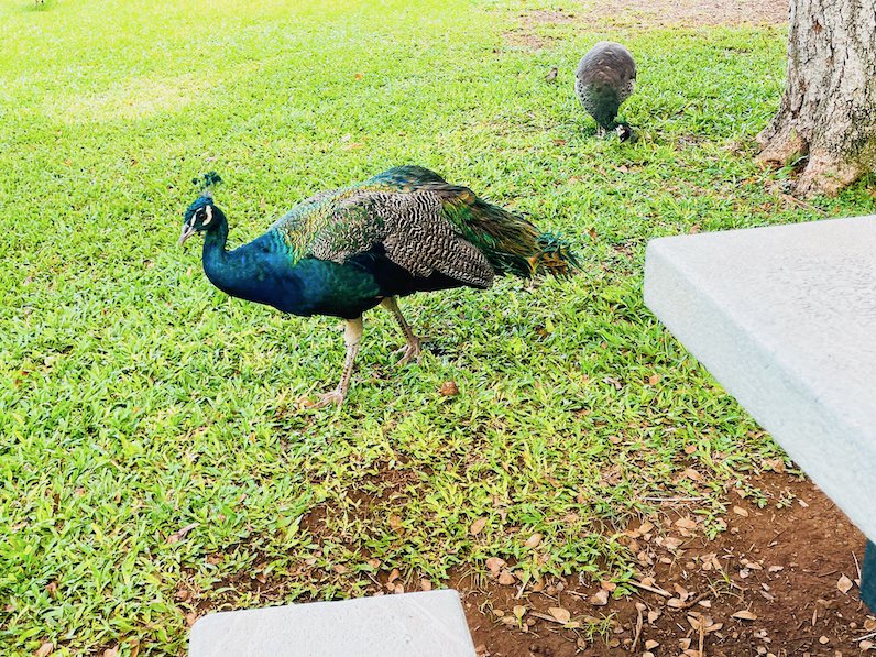 ホノルル動物園の孔雀