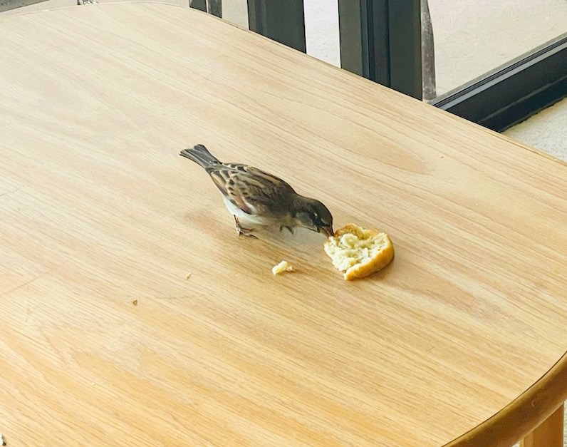 ハワイのすずめ