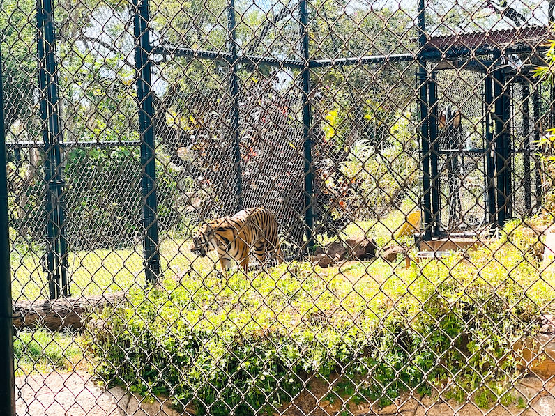 ホノルル動物園のトラ