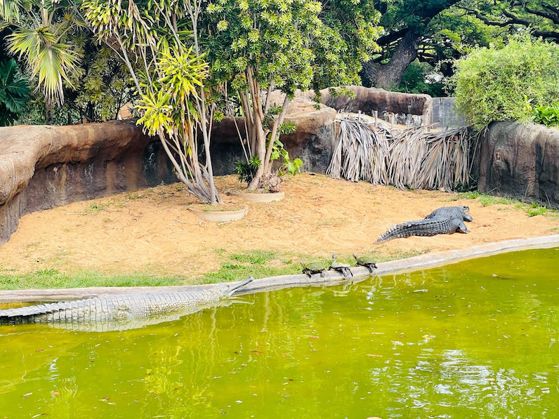 ホノルル動物園のワニと亀