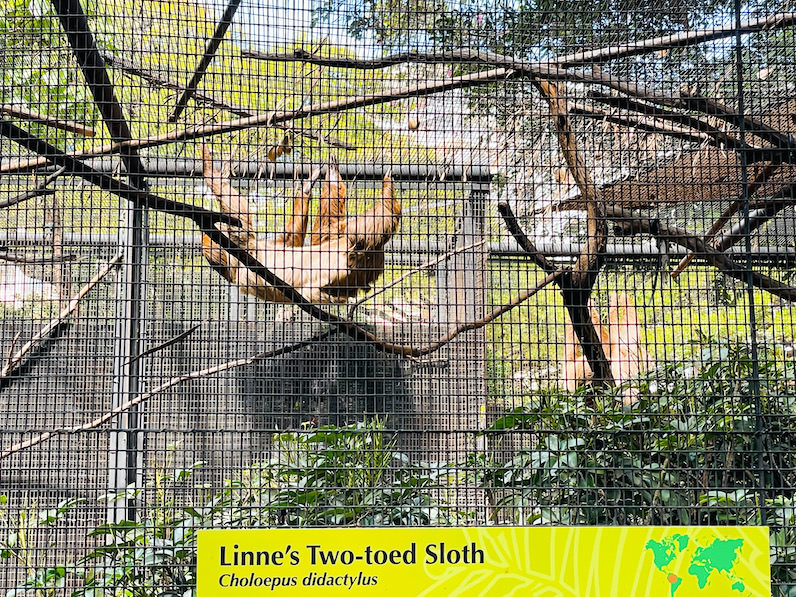 ホノルル動物園のナマケモノ