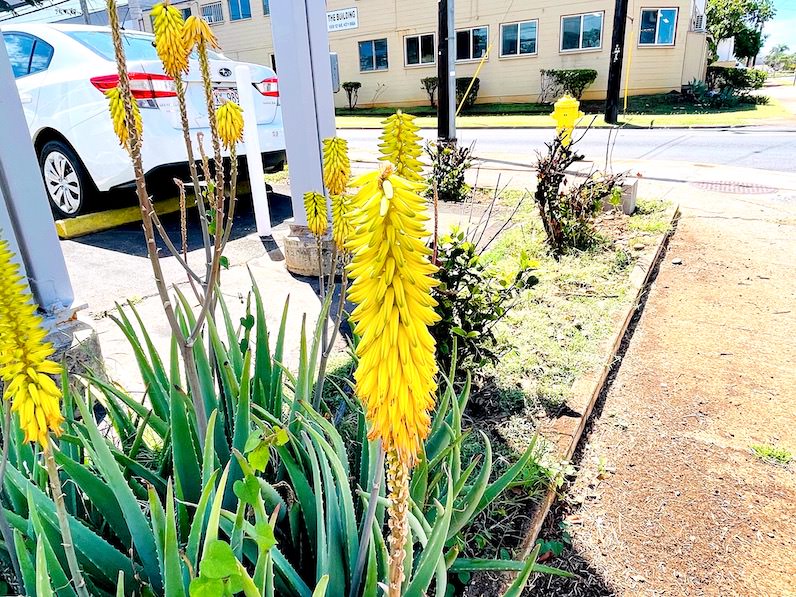 カイムキで見つけたアロエの花