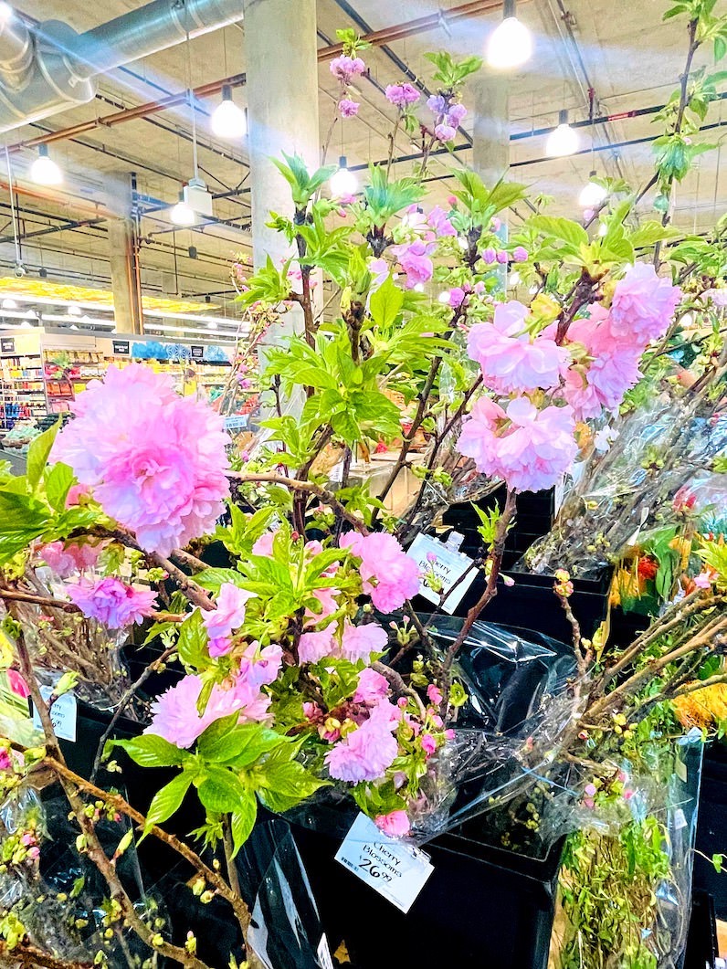 カカアコのホールフーズの桜