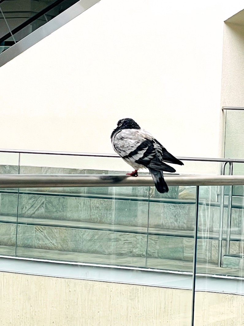 アラモアナセンターの太った鳩