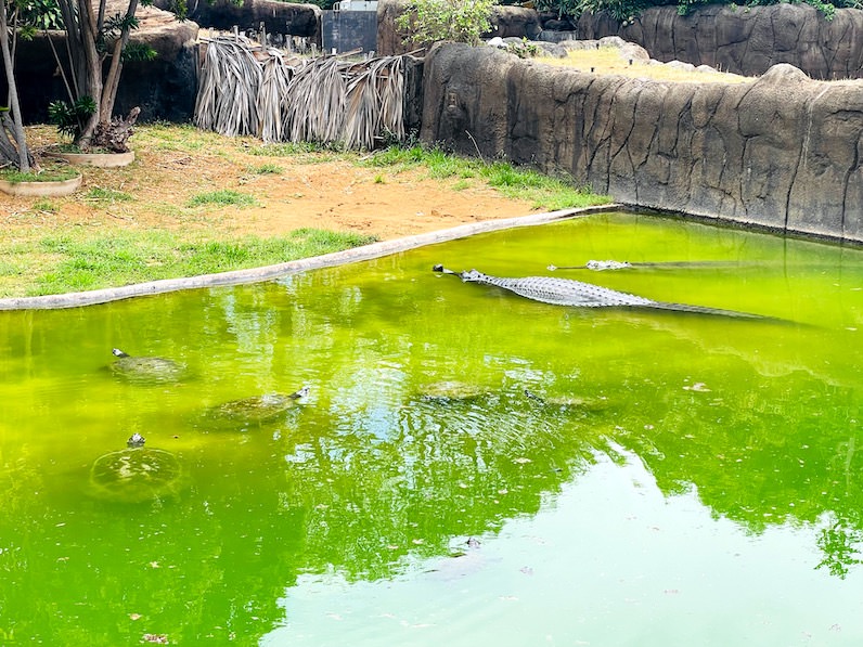 ホノルル動物園のワニとカメ