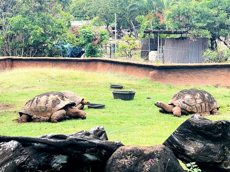 ホノルル動物園のゾウガメ
