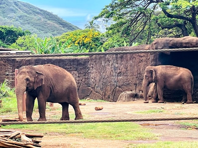 ホノルル動物園のゾウさん