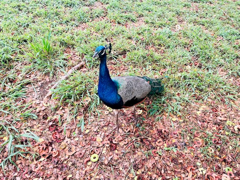 ホノルル動物園の孔雀