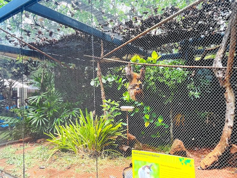 ホノルル動物園のナマケモノ