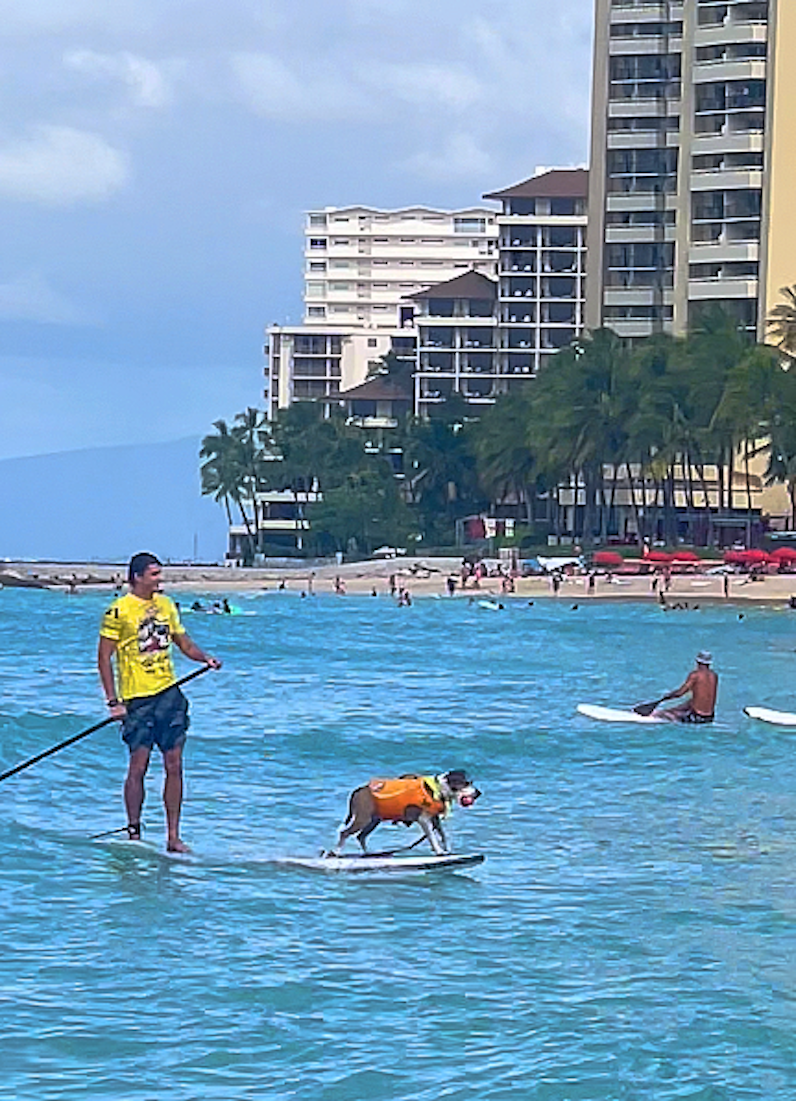 ワンワンのサーフィン大会、ボール加えて波に乗るわんわん