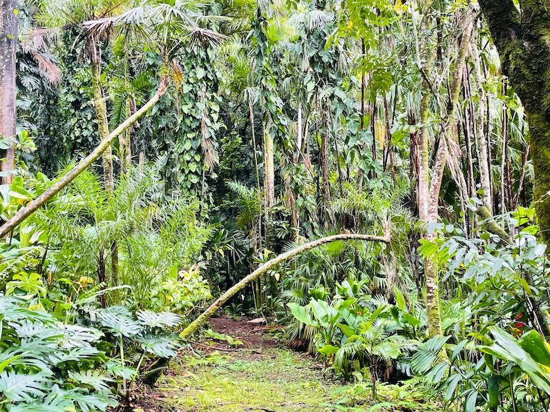 ライアン植物園のトレイルコース